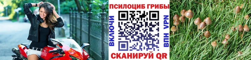 где купить наркотик  Тында  Псилоцибиновые грибы Psilocybe 